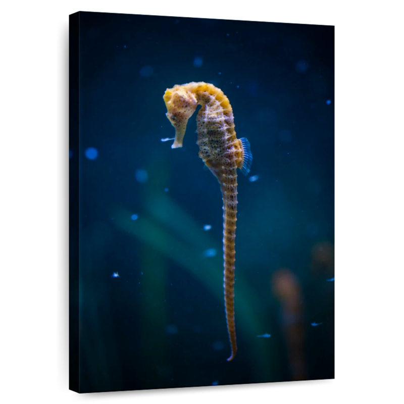 Brampt Long Tailed Seahorse, 51" H x 34" W