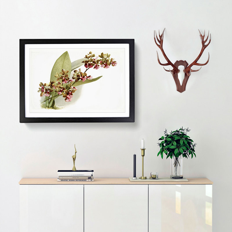 Magnolia Flowers Illustration Tab.73 by Frederick Sander - Picture Frame Art Print, 27cm H x 36cm W x 2cm D, Black Framed