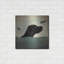 «Black Dog Swim» par Ryan Fowler