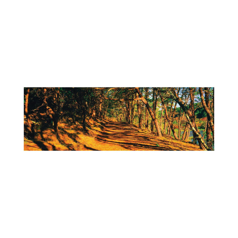 Trees In A Forest, Beech Forest Trail, Provincetown, Cape Cod, Barnstable County, Massachusetts, USA - Wrapped Canvas Panoramic Print