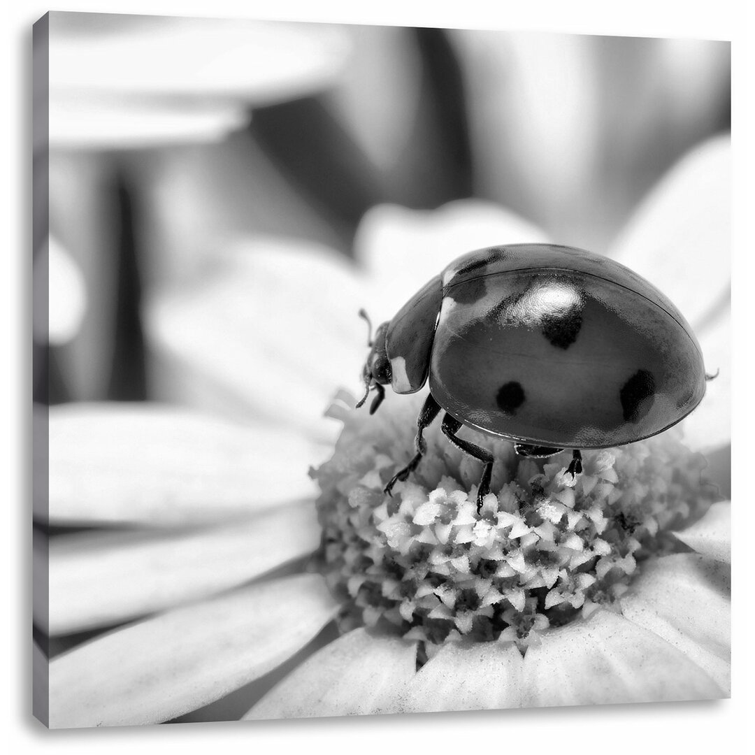 Leinwandbild Marienkäfer auf Gänseblümchen