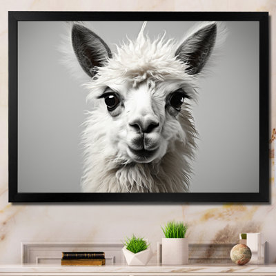 " Grey Llama Gentle Llama "