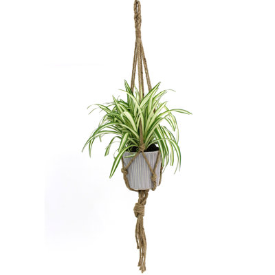 Plant Support