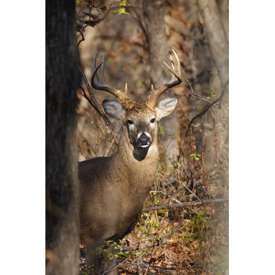 " White-Tailed Eight-Point Buck " by Igorkov
