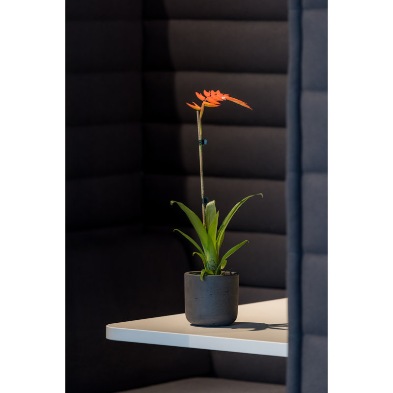Charlie XXXS, noir délavé, H 2,95 po x l 3,35 po x P 3,35 po