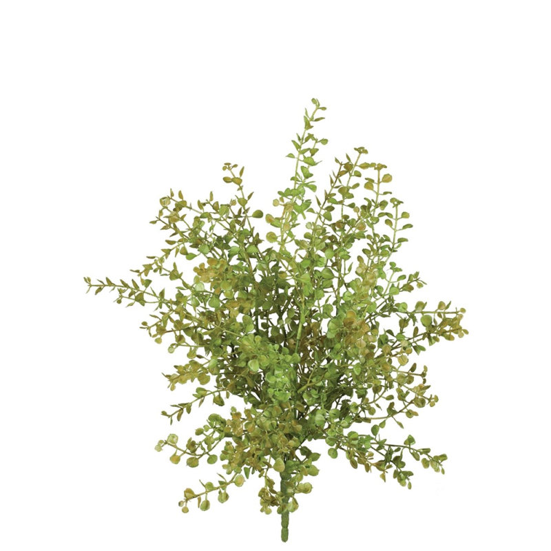Jet d’herbe poivre