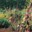 Treillis de saule extensible Willow-883399053-883399059