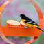 Dareen Hanging Tray Bird Feeder-932071796