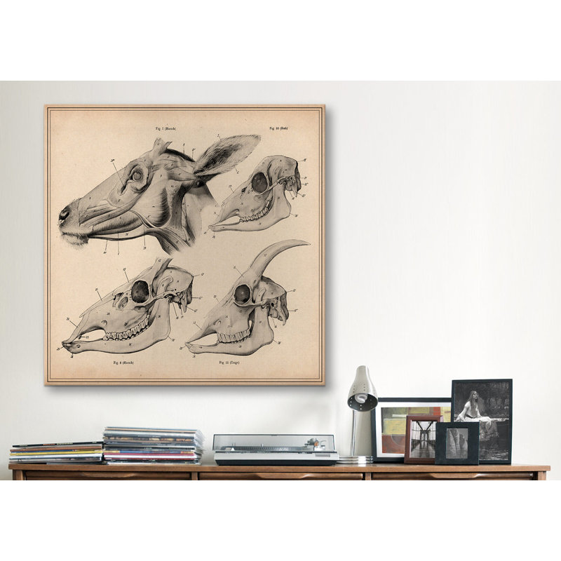 «Goat Head Skeleton Anatomy» par Wilhelm Ellenberger et Hermann Baum, impression sur toile, H 37 po x l 37 po x P 0,75 po