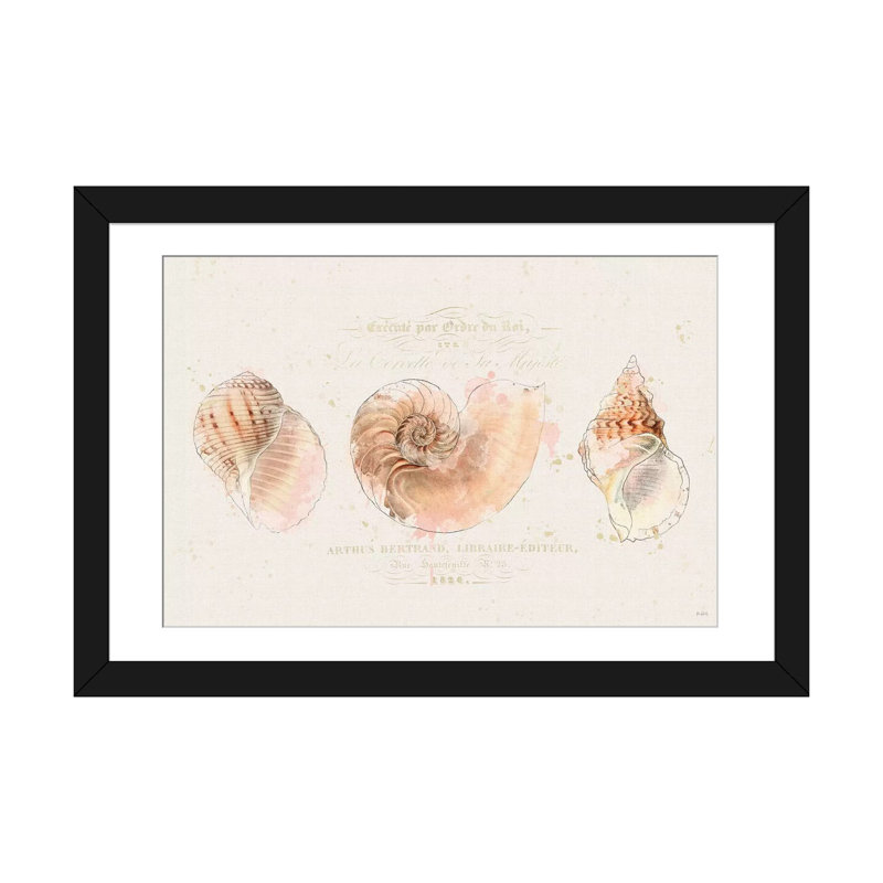 «Shell Collector I», reproduction d'impression sur toile tendue, H 16 po x l 24 po x P 1 po, Papier d'art encadré noir, Blanc