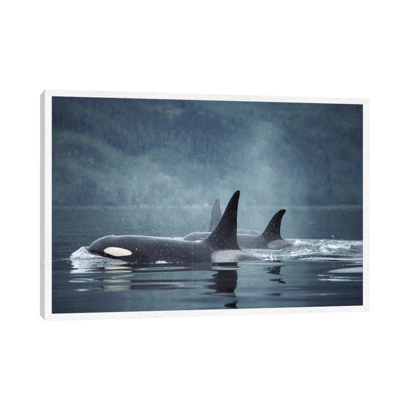 Orca Group Surfacing, Johnstone Strait, British Columbia, Canada by Flip Nicklin - Print on Canvas, 66.04 cm H x 45.72 cm W
