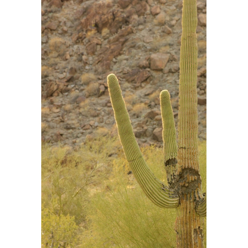 Buckeye, Arizona 3 Print by August Studios