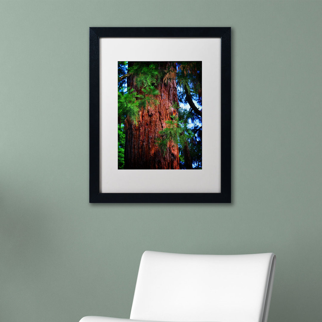 'Giant Sequoia' by Philippe Sainte-Laudy Framed Photographic Print Ebern Designs Frame 