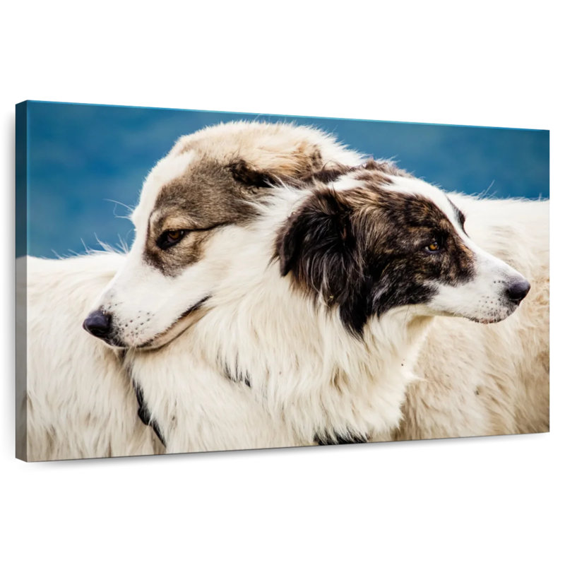 Brampt Australian Shepherd Dogs, 26" H x 39" W