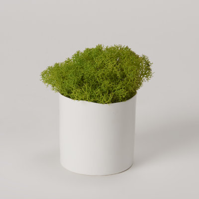 5'' Preserved Deer Moss Plant in Cement Planter