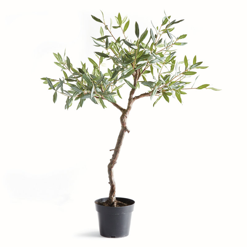 ENSEMBLE D'OLIVES 40 po