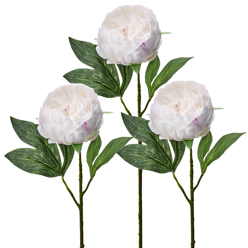 Tige de pivoine 21 po 21 po , Blanc