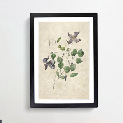 Clematis Flowers by Pierre-Joseph Redoute - Picture Frame Painting Print on MDF