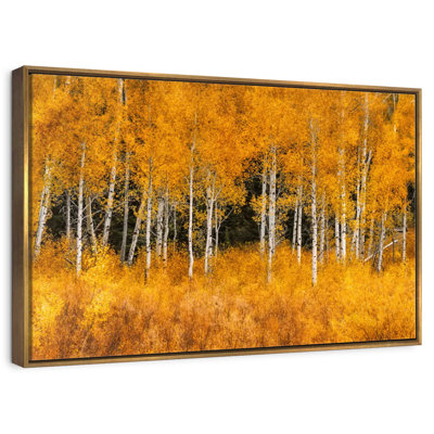 Grand Teton Aspen Trees
