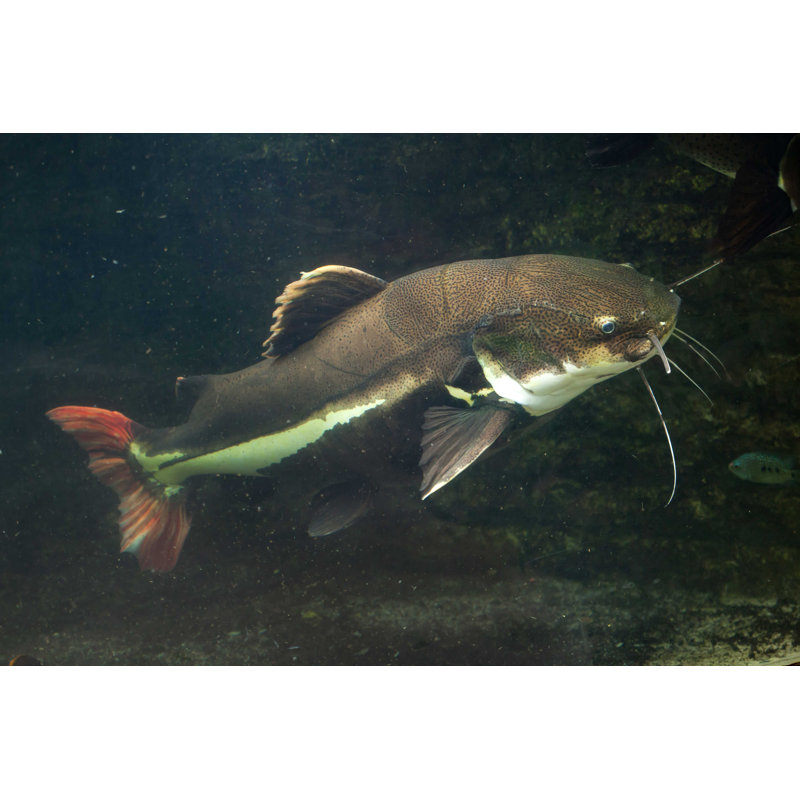 Redtail Catfish - Photographie sur toile tendue, H 24 po x l 36 po
