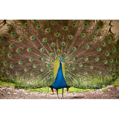 Peacock by AZemdega - Wrapped Canvas Print