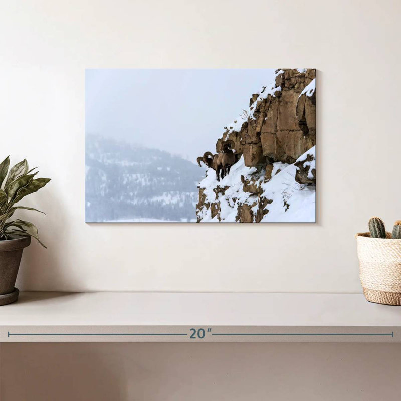 Brampt Winter Bighorn Sheep, 8" H x 12" W