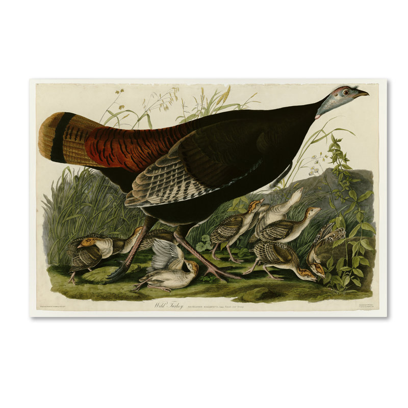 « wild turkeyplate 6 », reproduction sur toile tendue, 16 po x 24 po