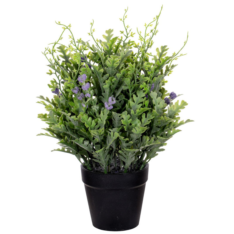 11 "Senecio Cineraria