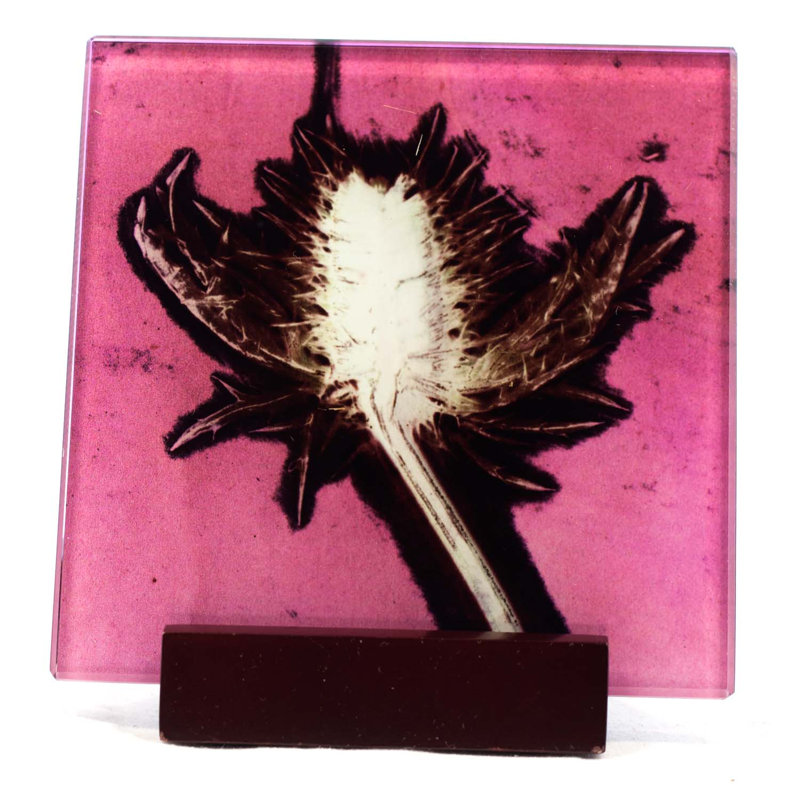 Glass Square 1 Piece Coaster, X-Ray