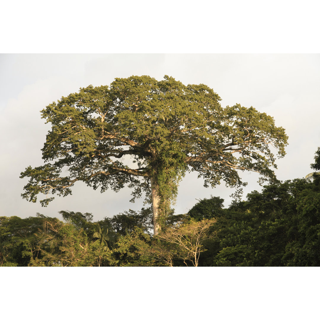 Ansicht des Ceiba-Baums von Simonkr - Druck auf Leinwand ohne Rahmen