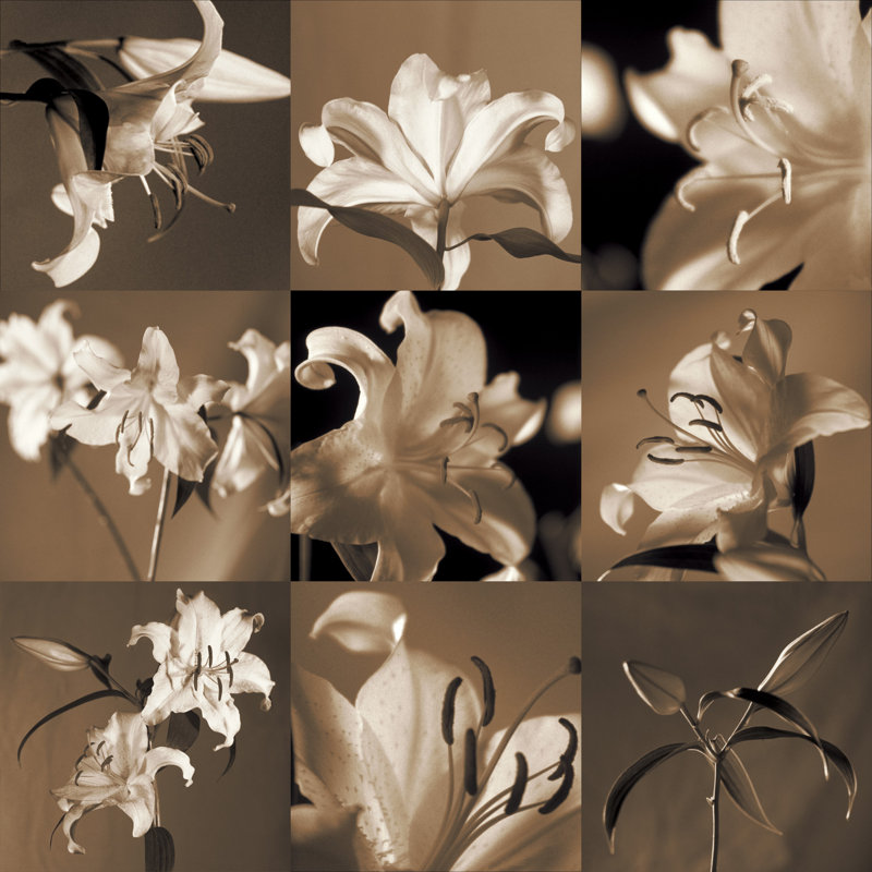 Lily Garden by Caroline Kelly - Wrapped Canvas Print, 51cm H x 51cm W