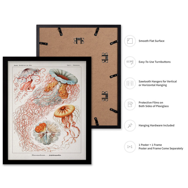 Ernst Haeckel - Jellyfish, Black Framed, Poster, 08"H x 10"W
