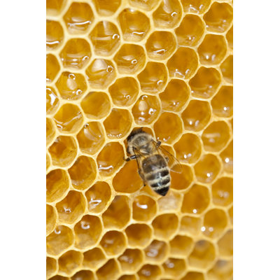 Bee Working On Honey Comb by Grafissimo - Wrapped Canvas Print