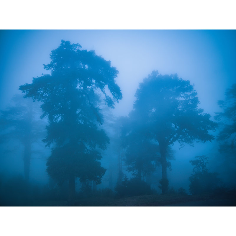 Arbres dans le brouillard himalayen par Mark Paulda - photographie, Toile tendue, H 24 po x l 32 po