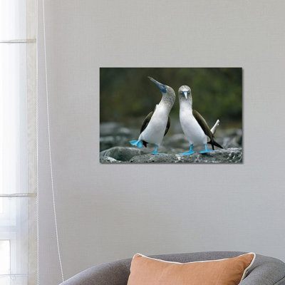 Blue-Footed Booby Pair Performing Courtship Dance, Punta Cevallos, Espanola Island, Galapagos Islands, Ecuador by Tui De Roy - Wrapped Canvas Print