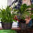 Plastic Flower Planters with Drainage Hole and Saucer-1109004353