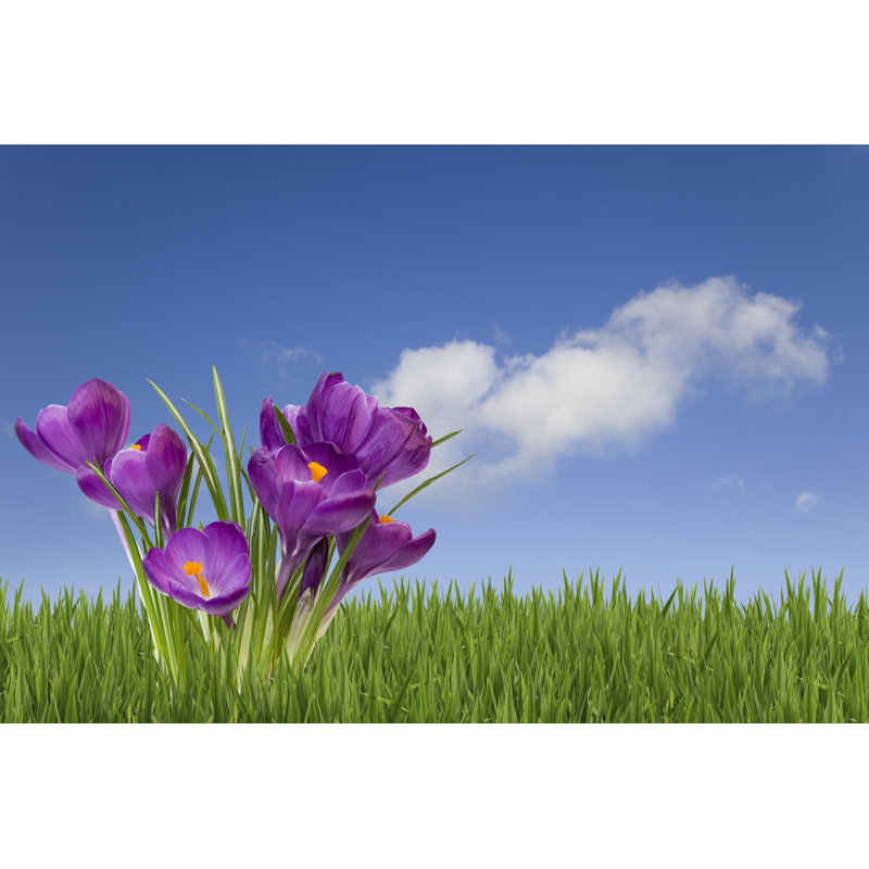 Spring Crocuses par Andyd, H 32 po x l 48 po