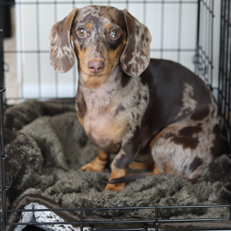 Chocolate Faux Fur Waterproof Pet Blanket 24x32