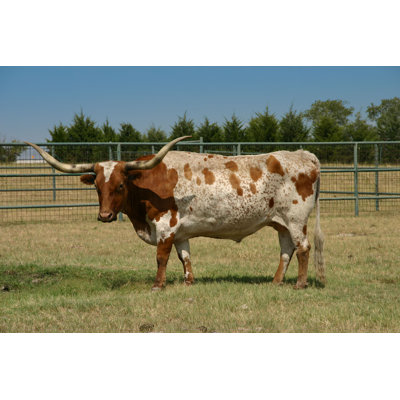 Longhorn au Texas