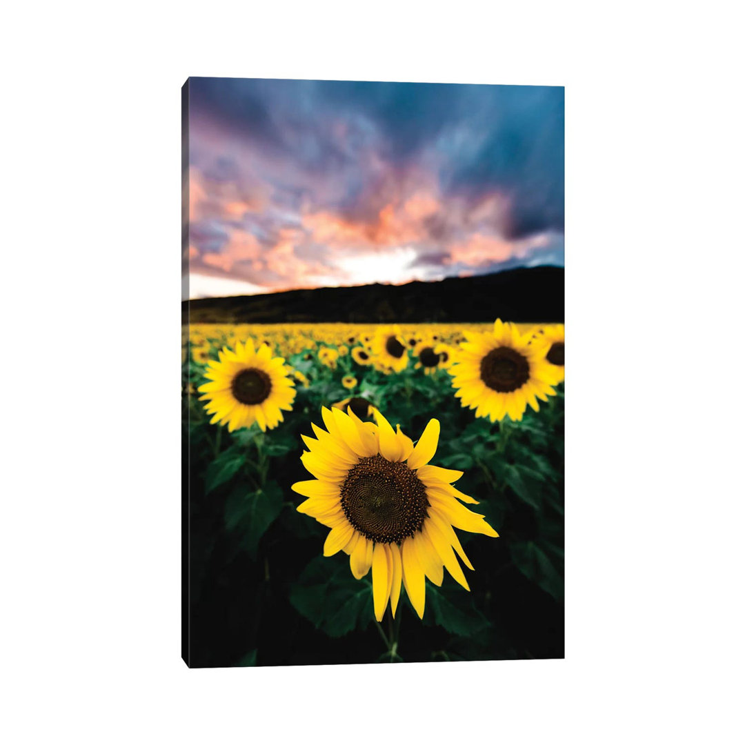 Sunflower Sunset by Lucas Moore - Wrapped Canvas Print
