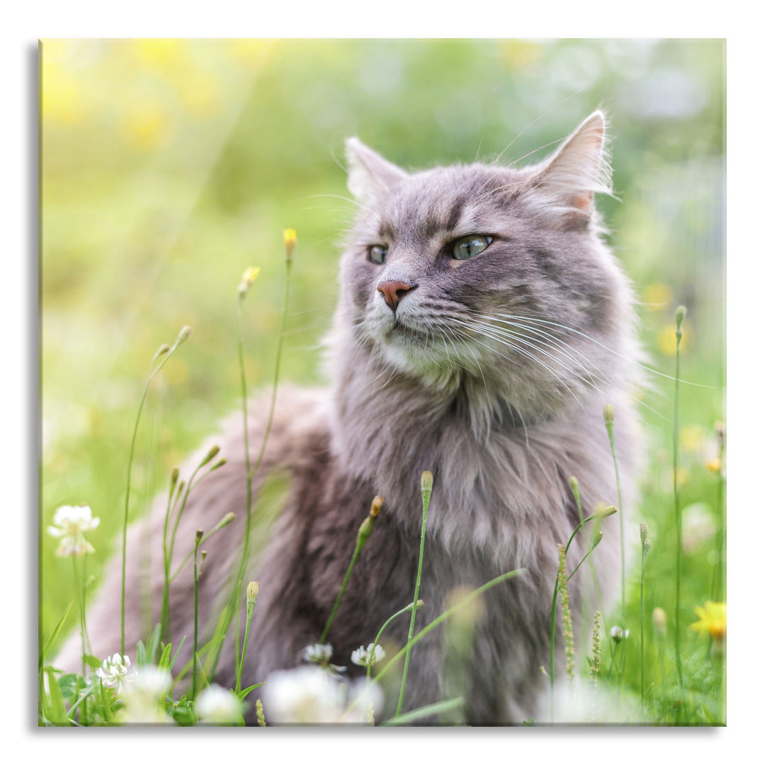 Ungerahmtes Foto auf Glas "Katze in freier Wildbahn"