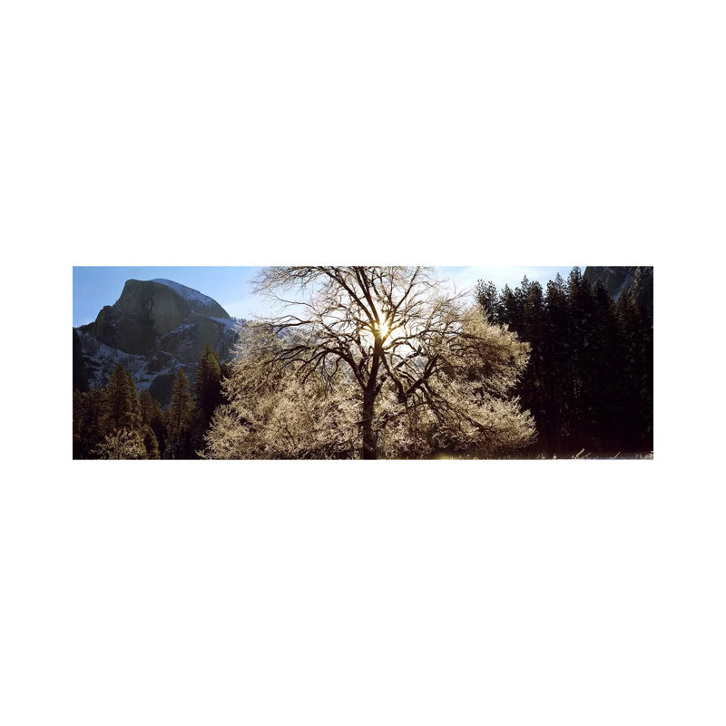 Low Angle View Of A Snow Covered Oak Tree, Yosemite National Park, California, USA - Wrapped Canvas Panoramic Print