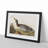 Bemaculated Duck by John Audubon - Single Picture Frame Painting-55466138-55466139
