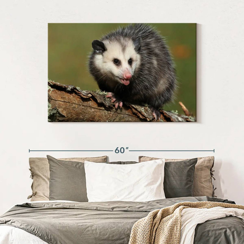 Brampt Angry Opossum, 32" H x 48" W