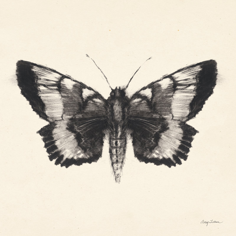 «Moth V On Canvas» par Avery Tillmon, H 12 po x l 12 po