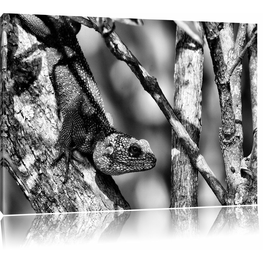 Leinwandbild Prächtiger Agama auf Baum-Ast in Monochrom