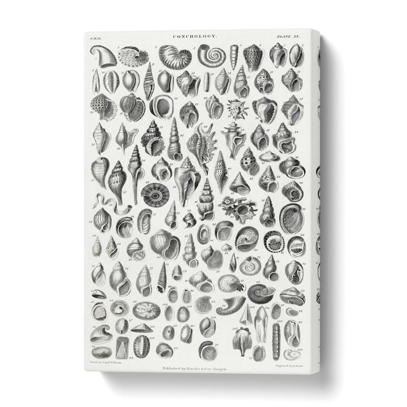 Study Of Mollusc Shells XX - Wrapped Canvas Print, 50 cm H x 35 cm W