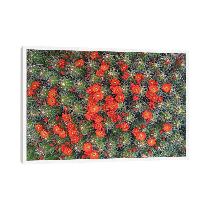 Claret Cup Cactus Detail Of Flowers In Bloom, North America I 1 Piece Wall Art on Canvas, 66.04 cm H x 45.72 cm W