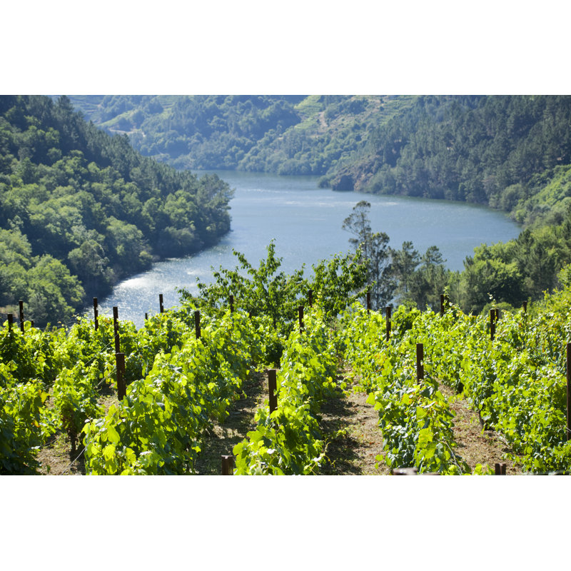 Ribeira Sacra Vineyard par Percds, H 20 po x l 30 po