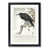 Black Framed selected